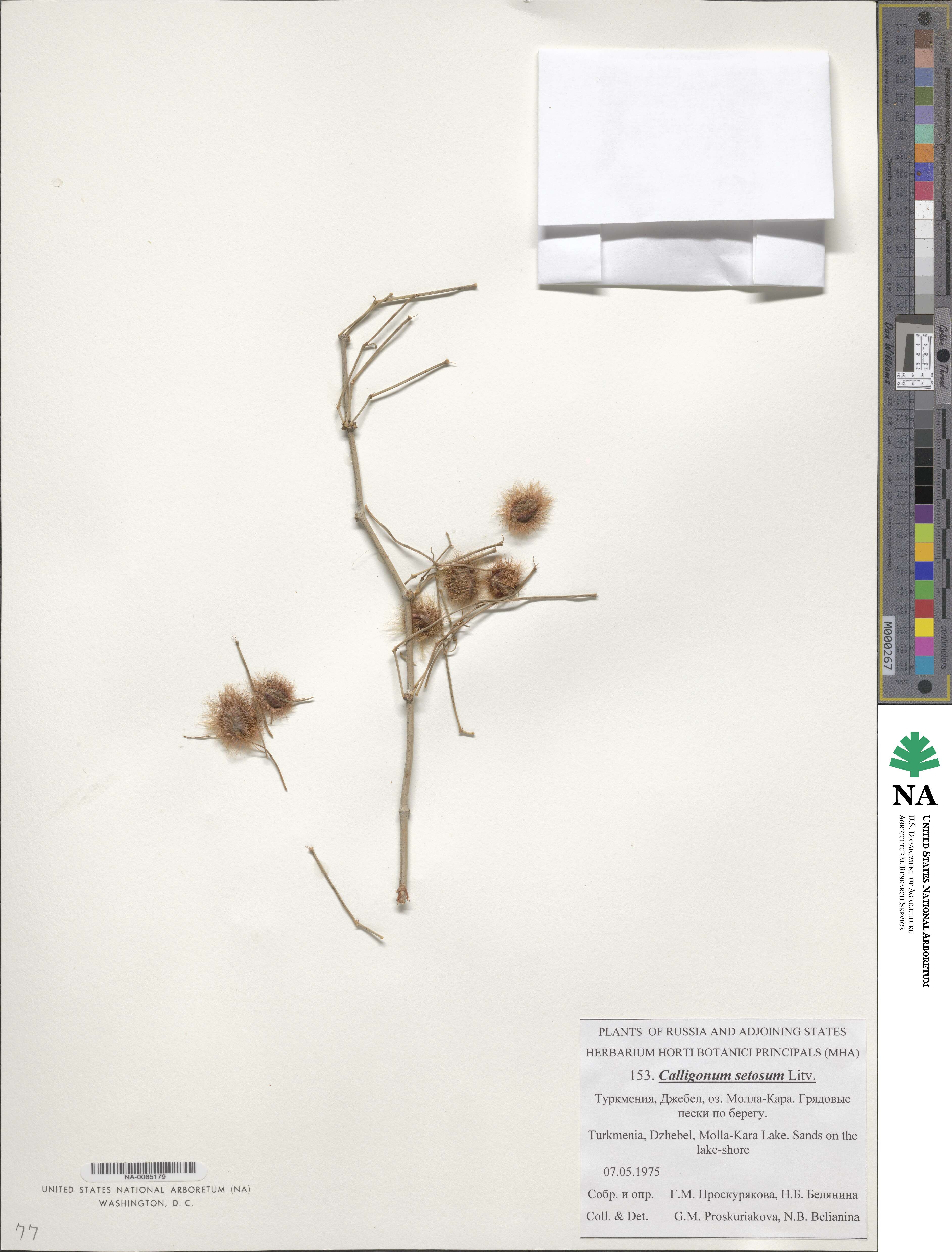 Calligonum setosum image