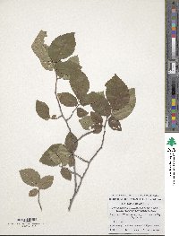 Ulmus minor image