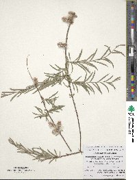 Salix wilhelmsiana image