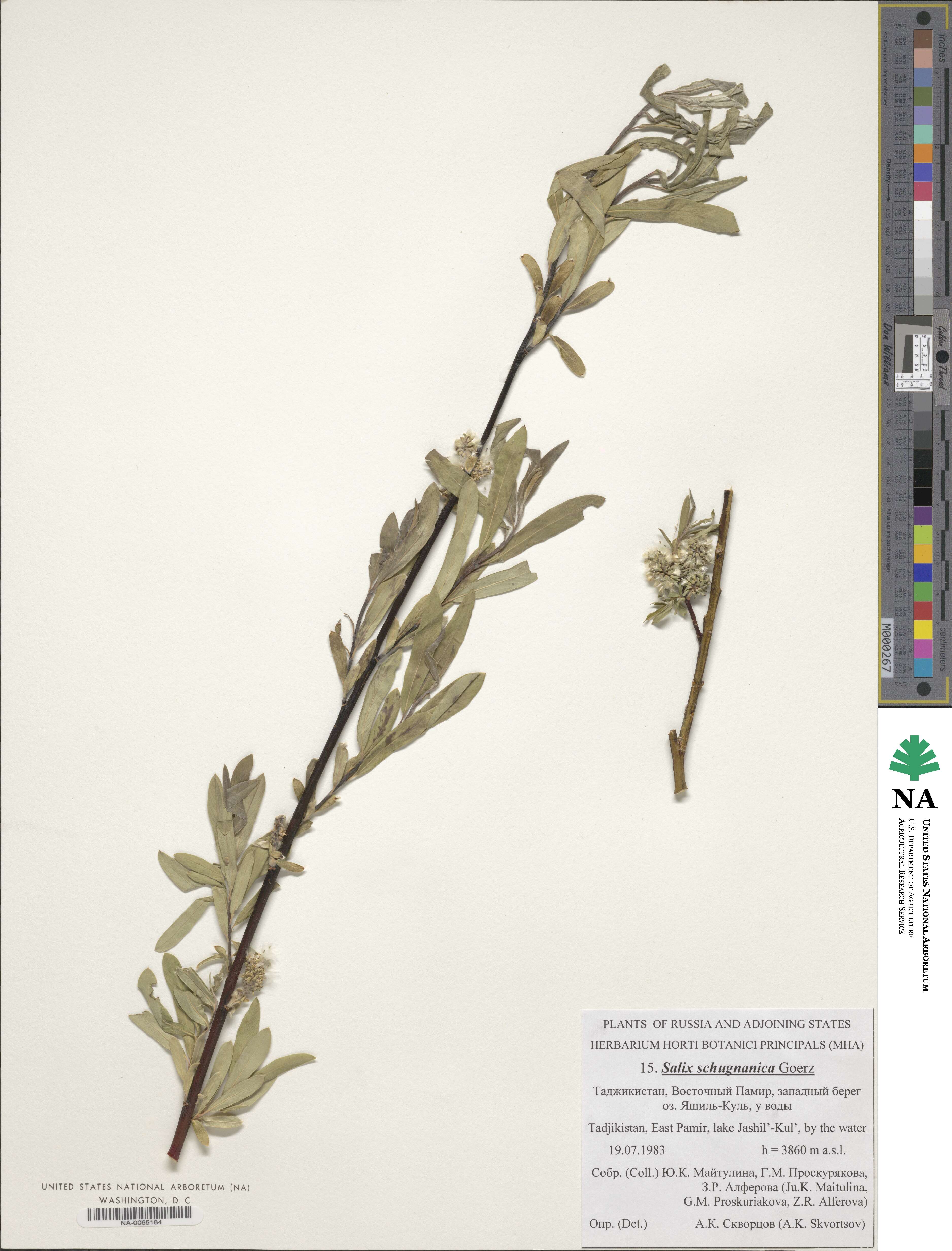 Salix schugnanica image