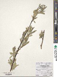 Salix schugnanica image