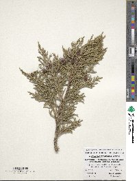 Juniperus pseudosabina image