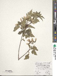 Acer tataricum subsp. semenovii image