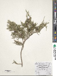 Juniperus semiglobosa image