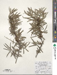 Hippophae rhamnoides image