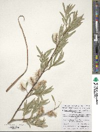 Salix blakii image