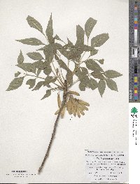 Fraxinus sogdiana image