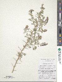 Ammodendron bifolium image