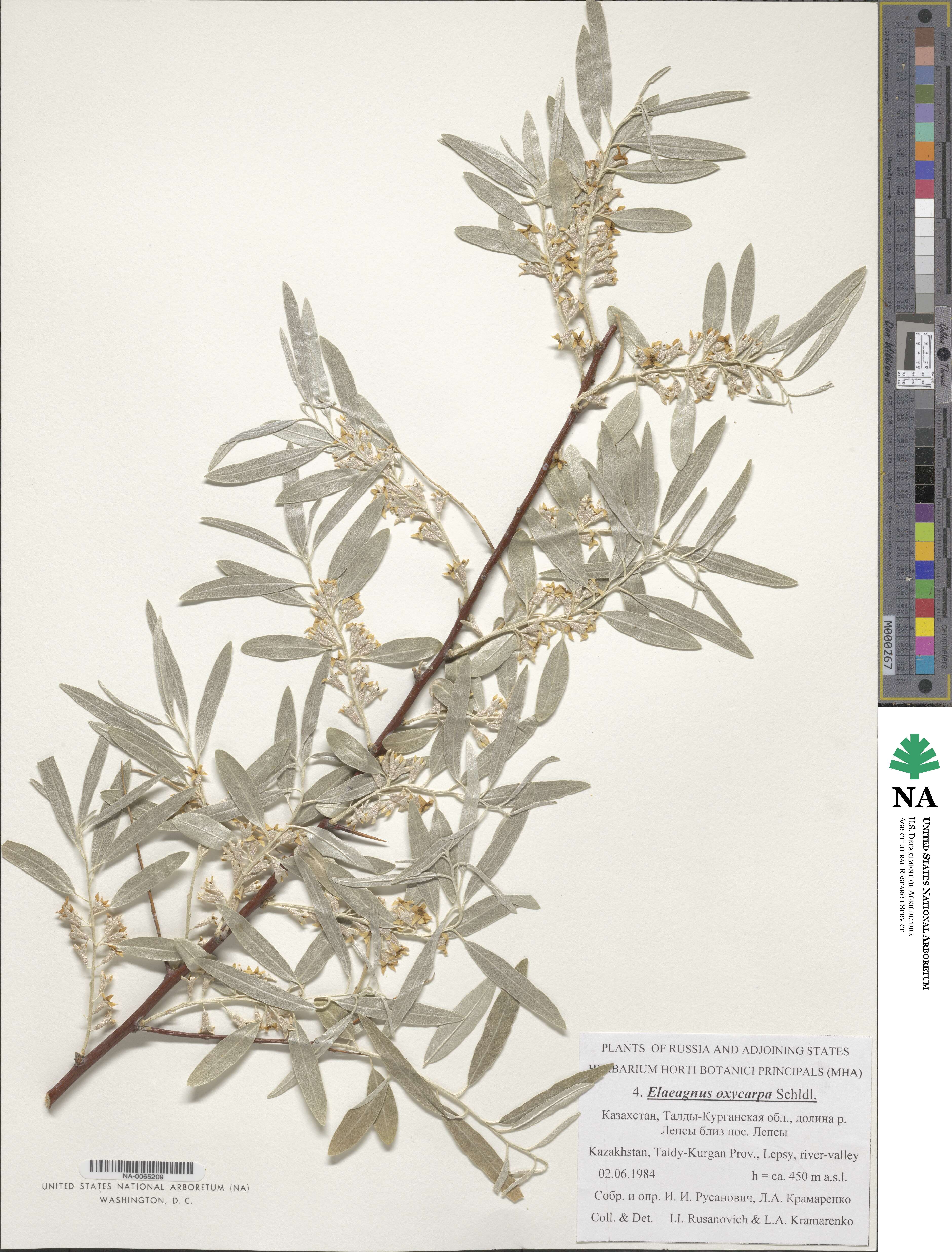 Elaeagnus angustifolia subsp. angustifolia image