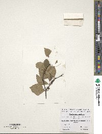 Betula pubescens image