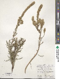 Myricaria germanica subsp. alopecuroides image