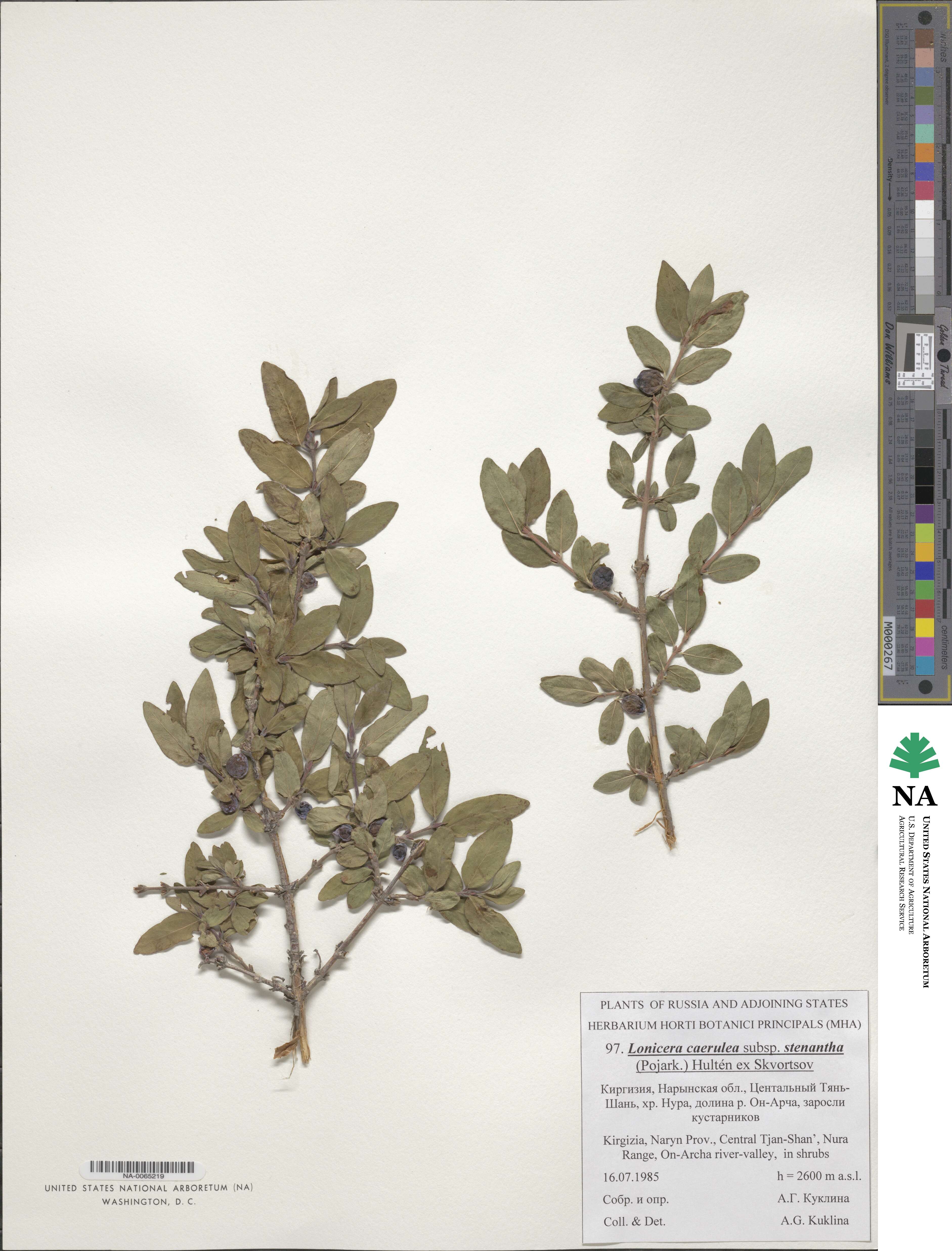 Lonicera caerulea subsp. stenantha image