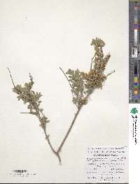 Spiraea crenata subsp. crenata image