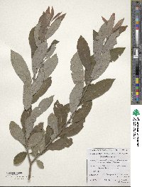 Salix cinerea image