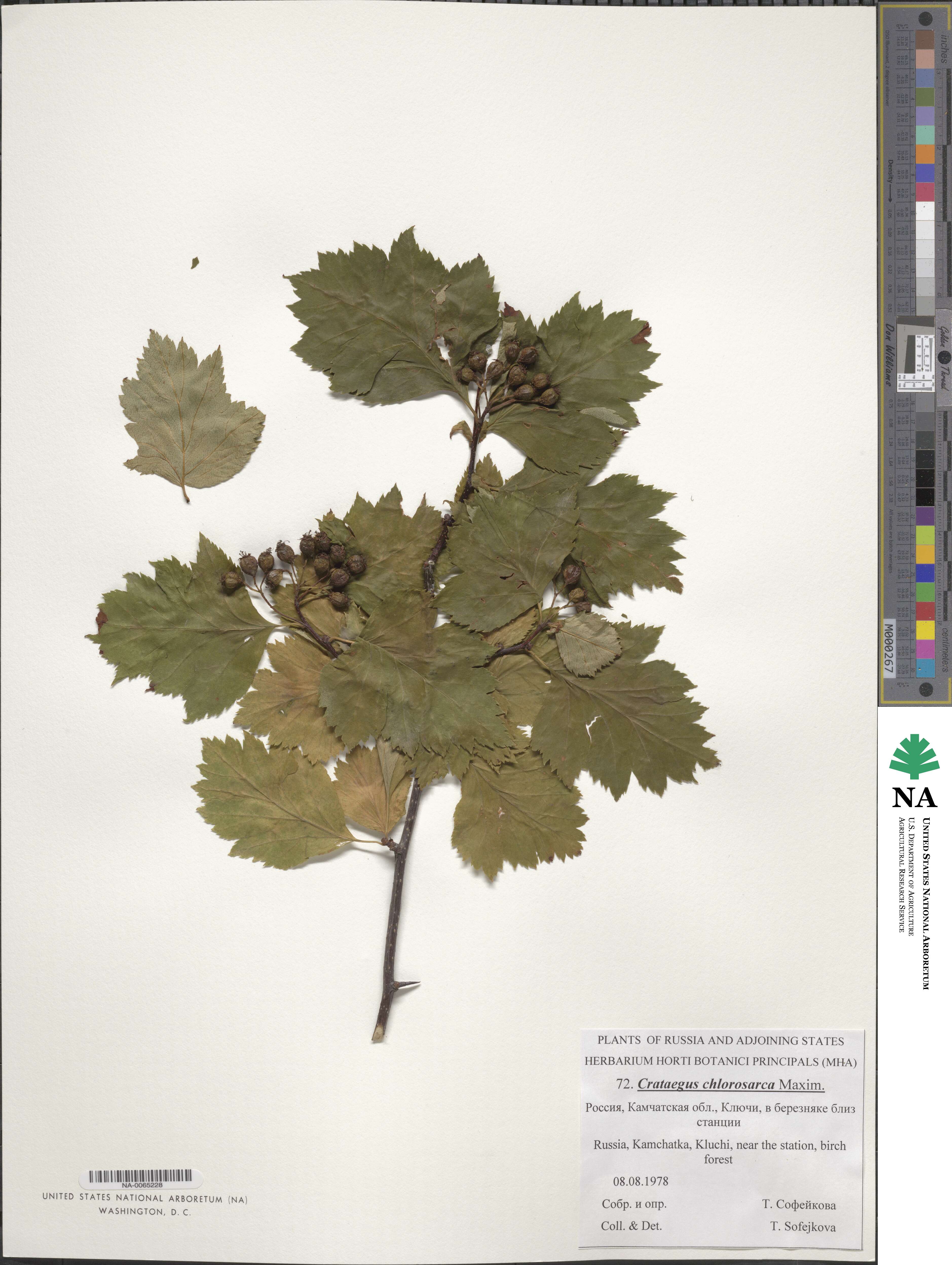 Crataegus chlorosarca image