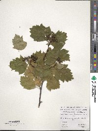 Image of Crataegus chlorosarca