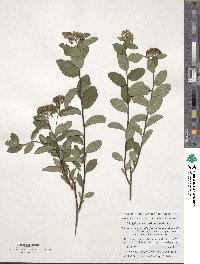 Spiraea betulifolia var. aemiliana image