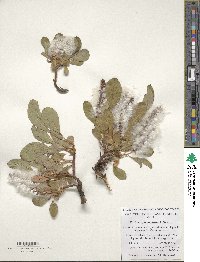 Salix sphenophylla image