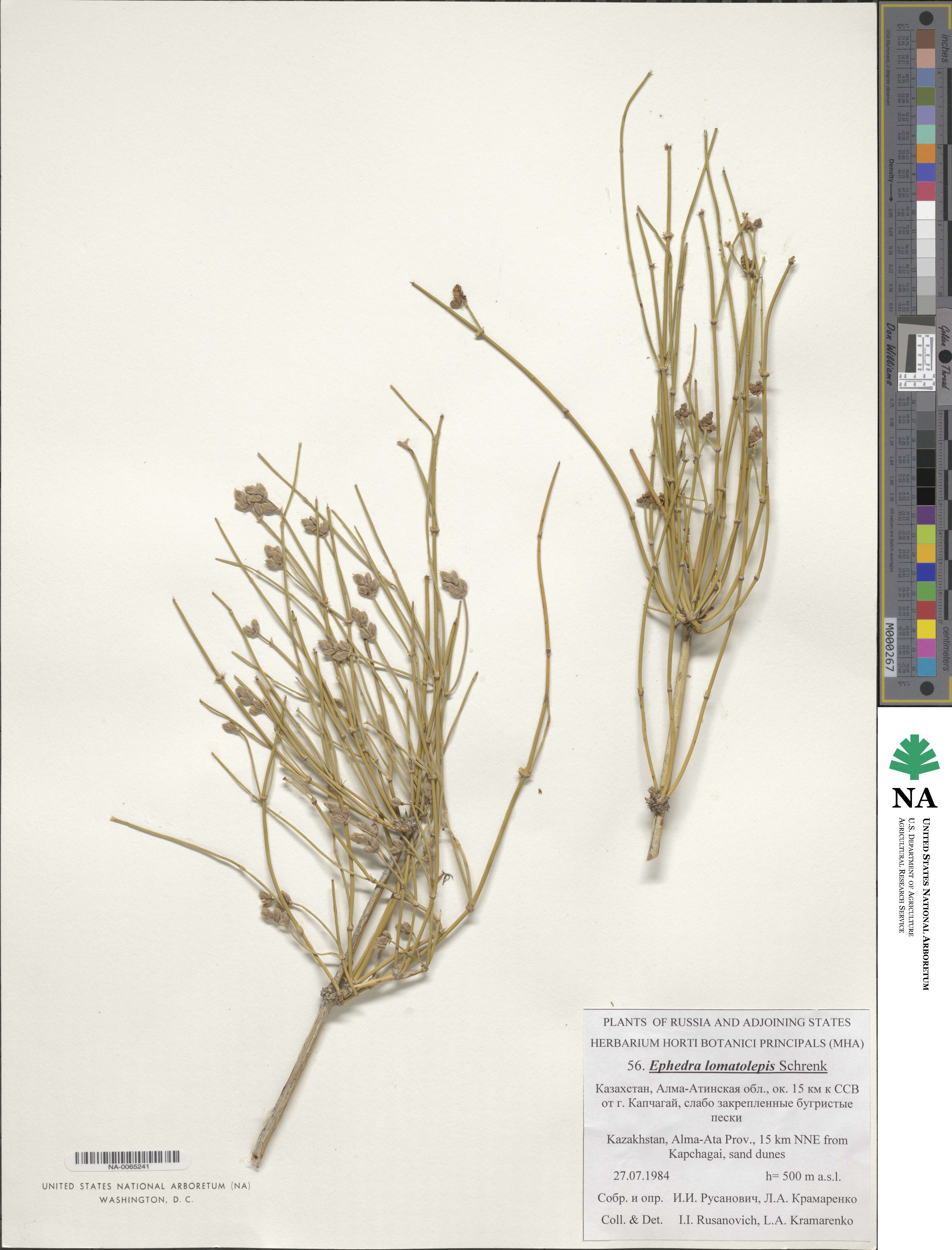 Ephedra lomatolepis image