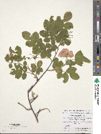 Rosa acicularis image