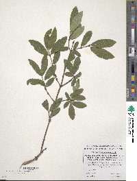 Lonicera caerulea image