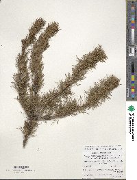 Larix sibirica image