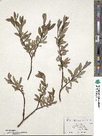 Salix saposhnikovii image