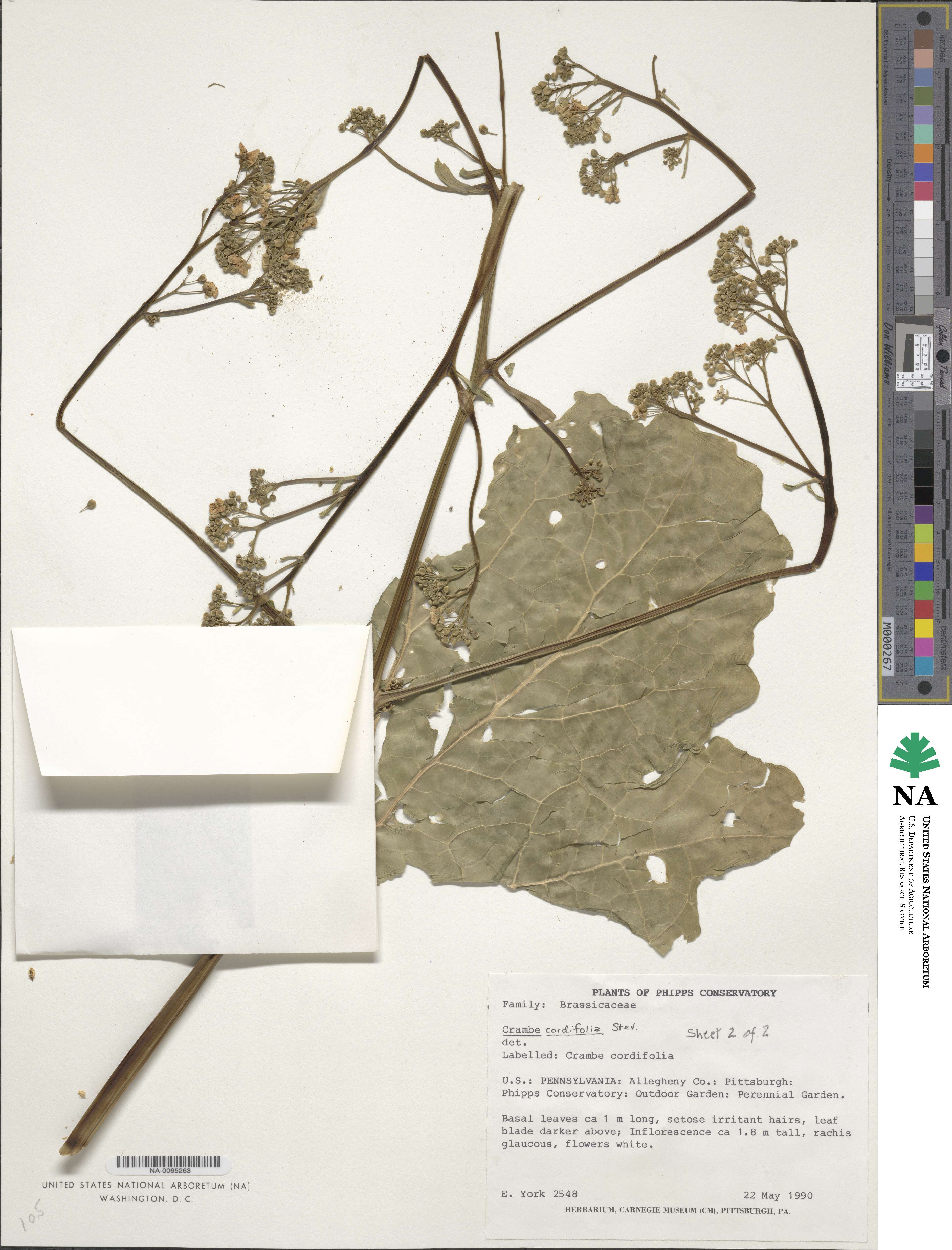 Crambe cordifolia image