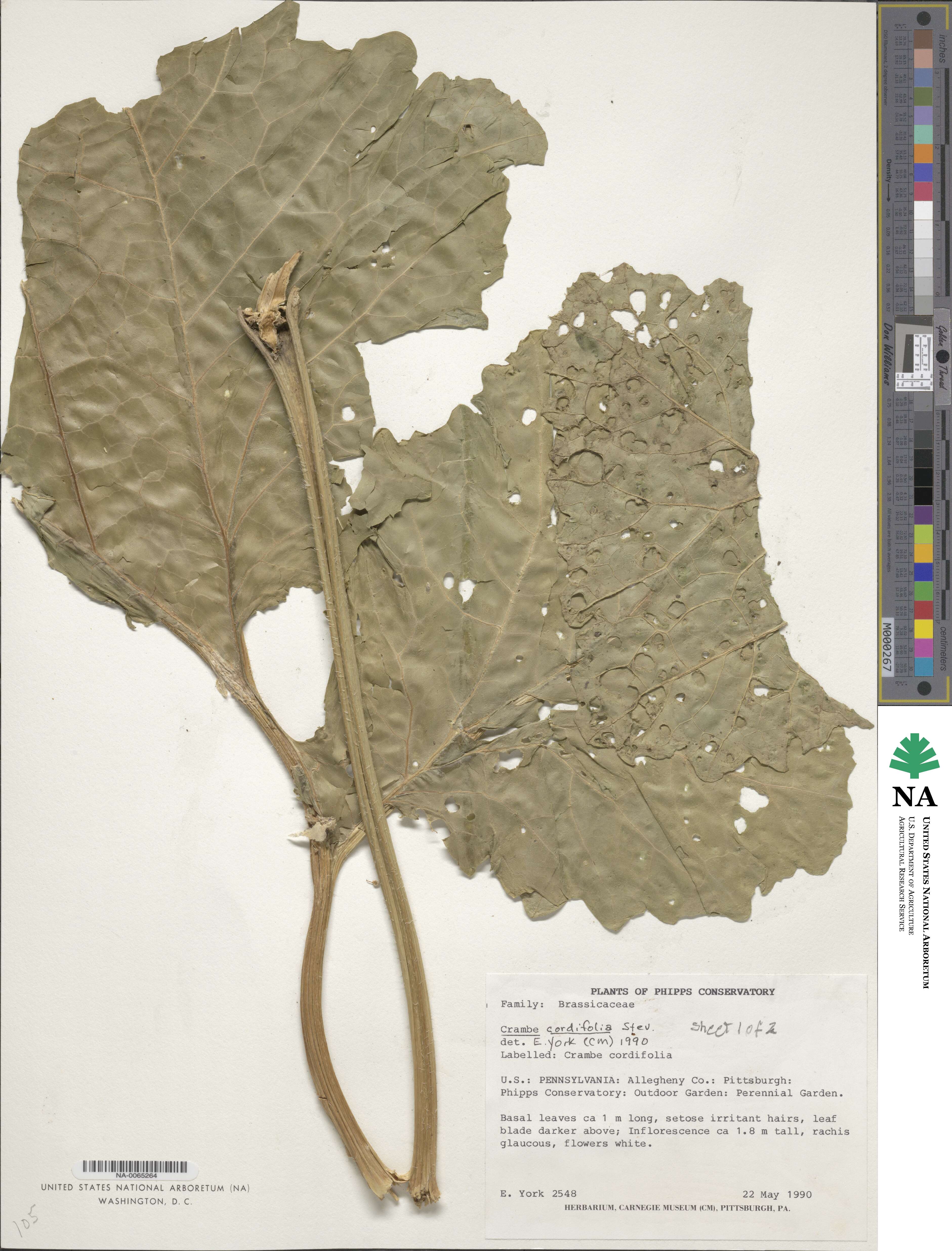 Crambe cordifolia image