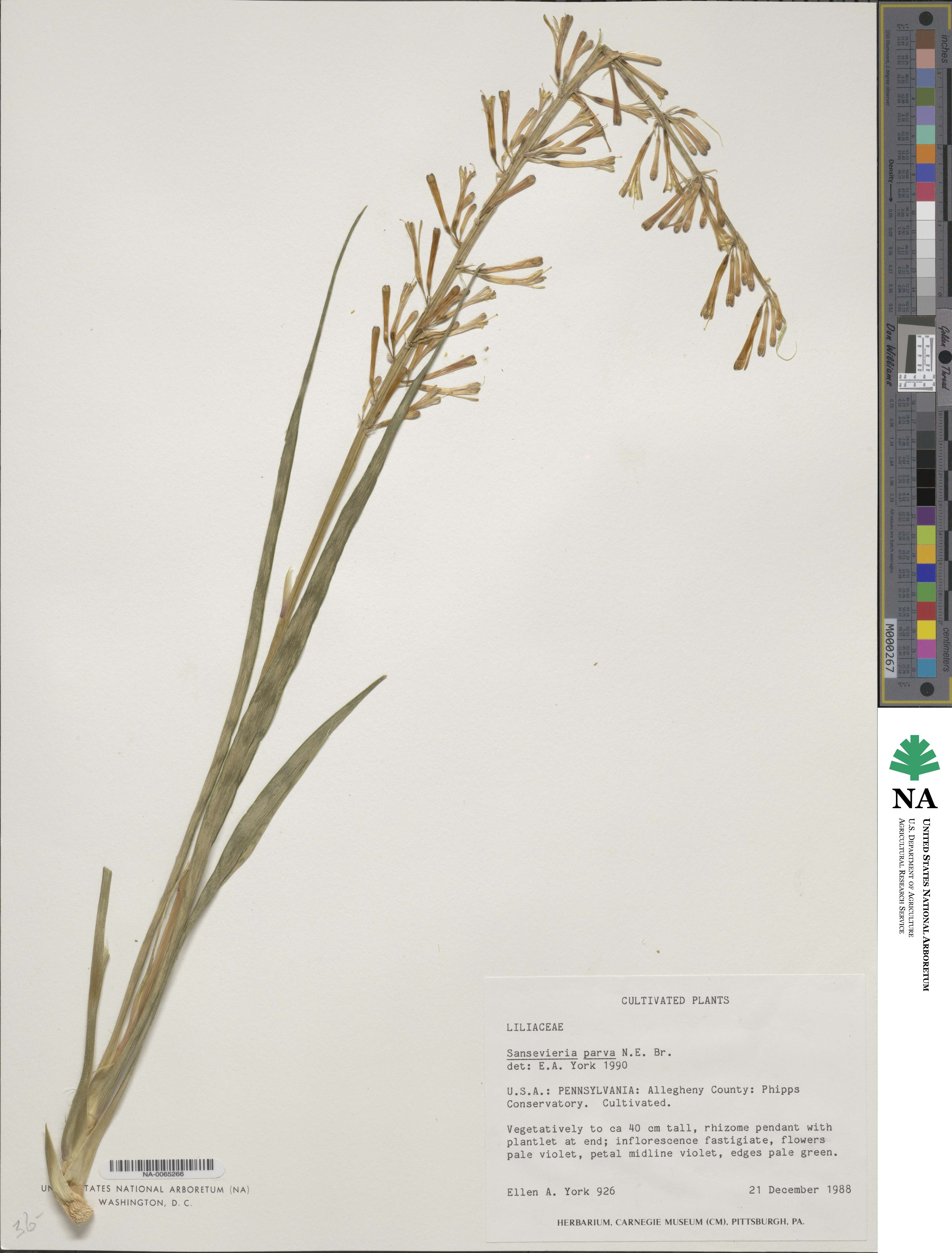Dracaena parva image