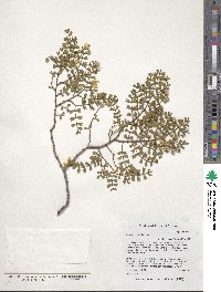 Larrea cuneifolia image