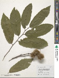 Castanea sativa image