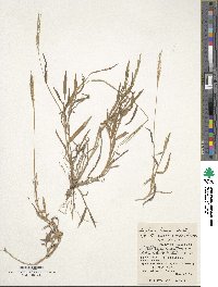 Digitaria ciliaris image