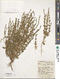 Schenkia japonica image