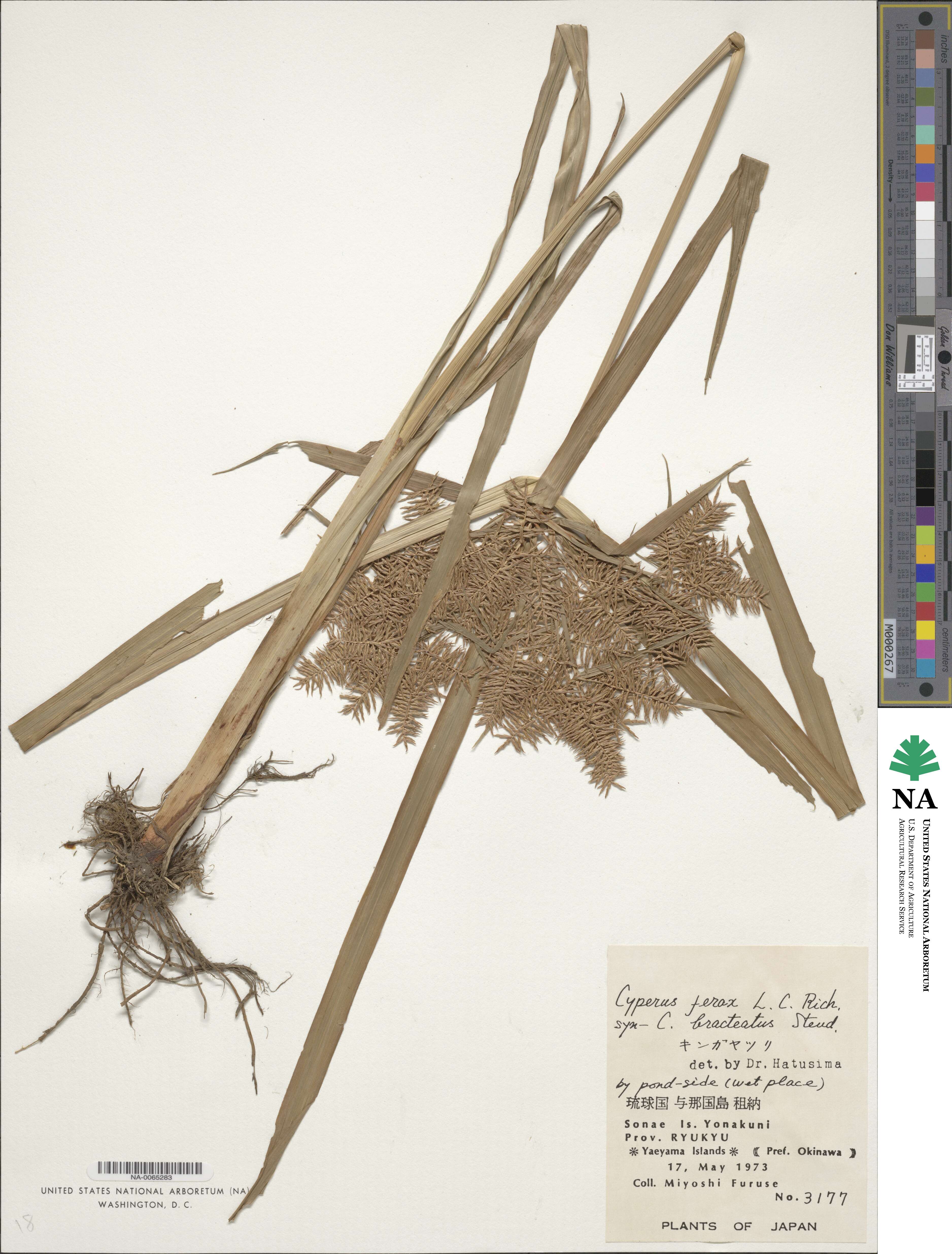 Cyperus ferax image