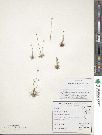 Image of Eriocaulon nepalense