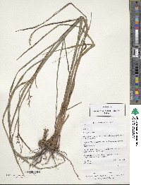 Image of Scleria levis