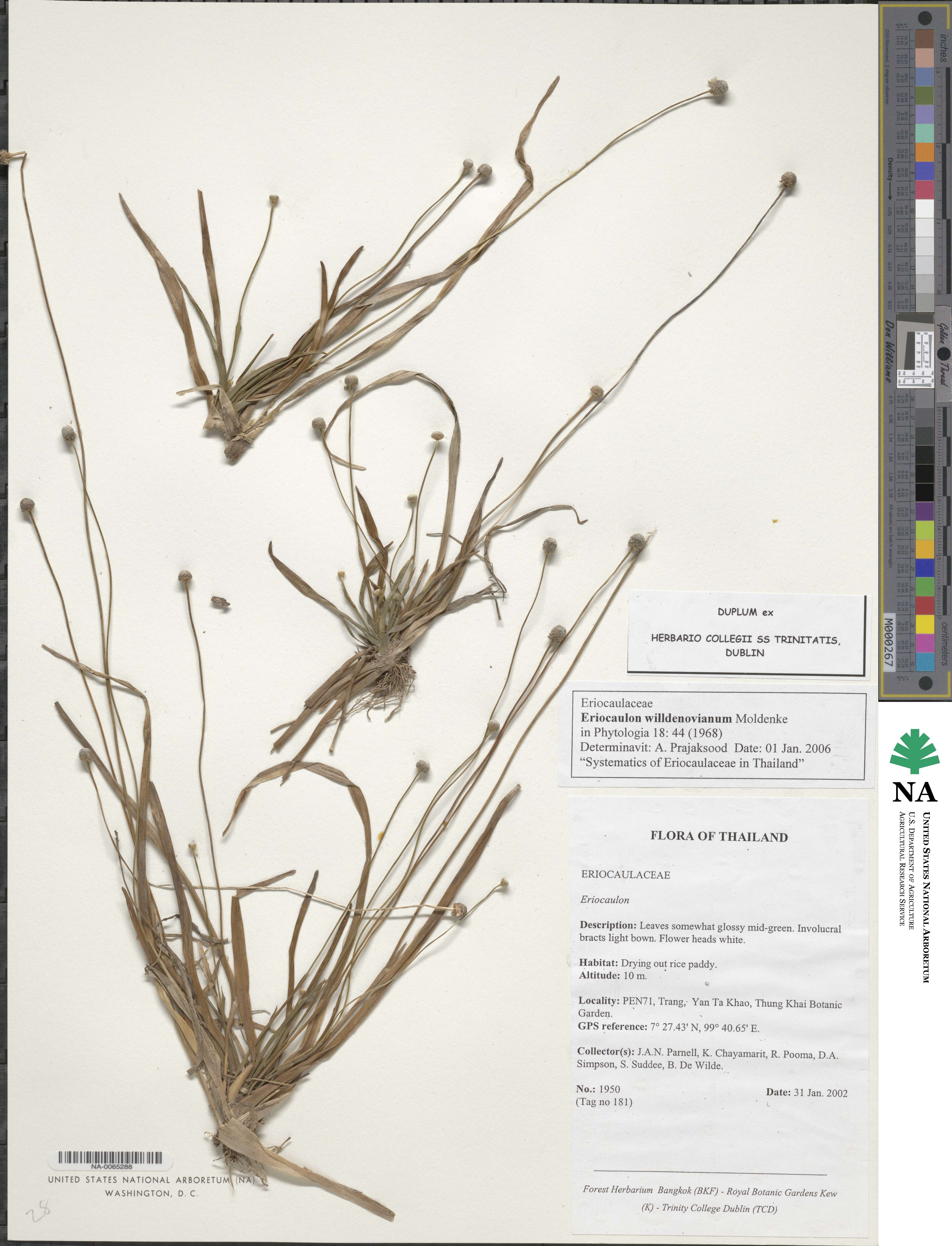 Eriocaulon image