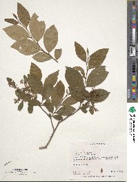 Lyonia ligustrina image