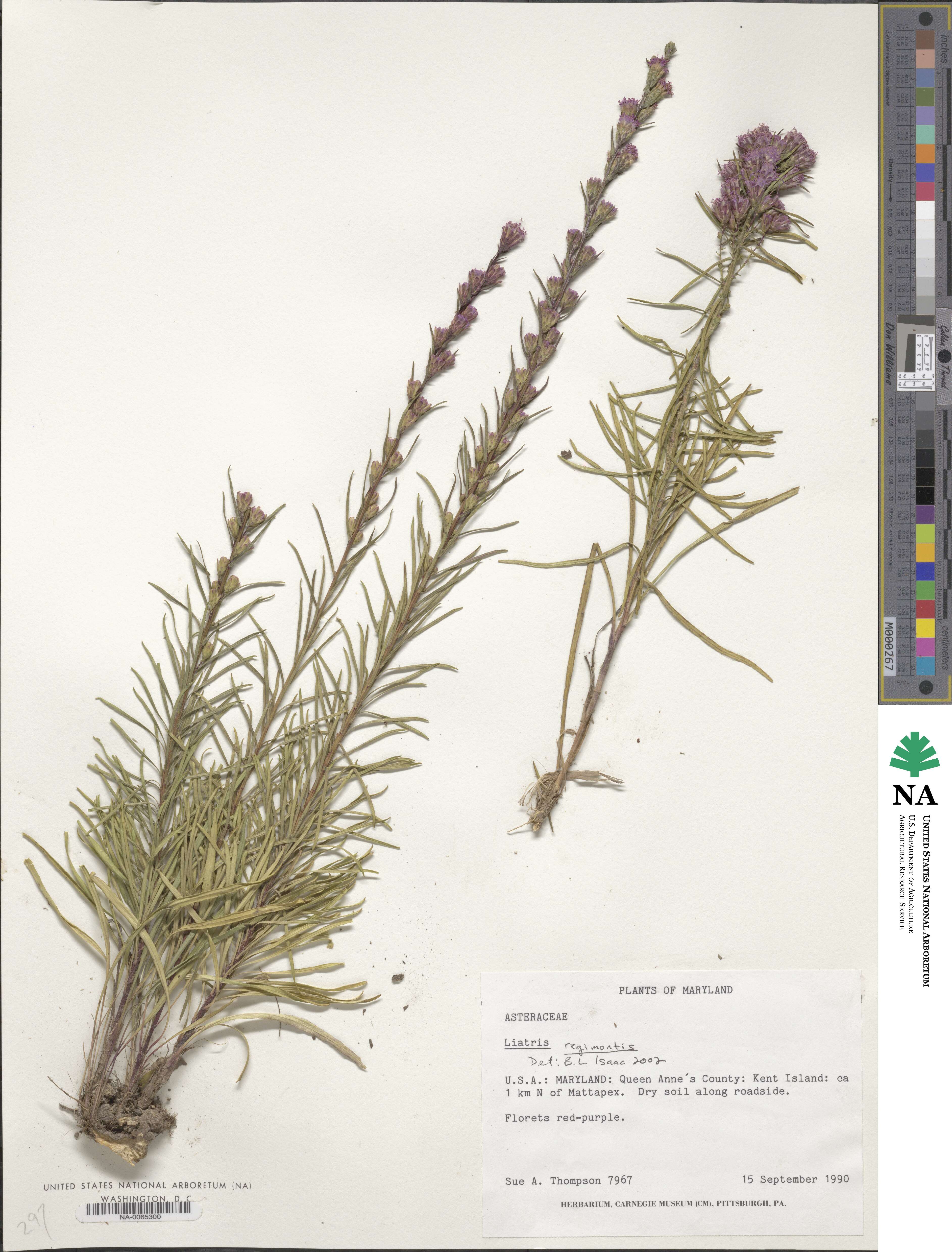 Liatris virgata image