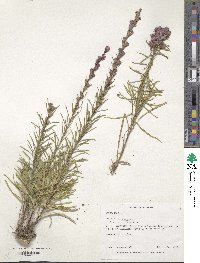 Liatris virgata image