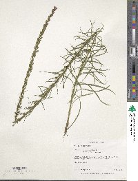 Liatris microcephala image