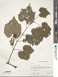 Vitis riparia image