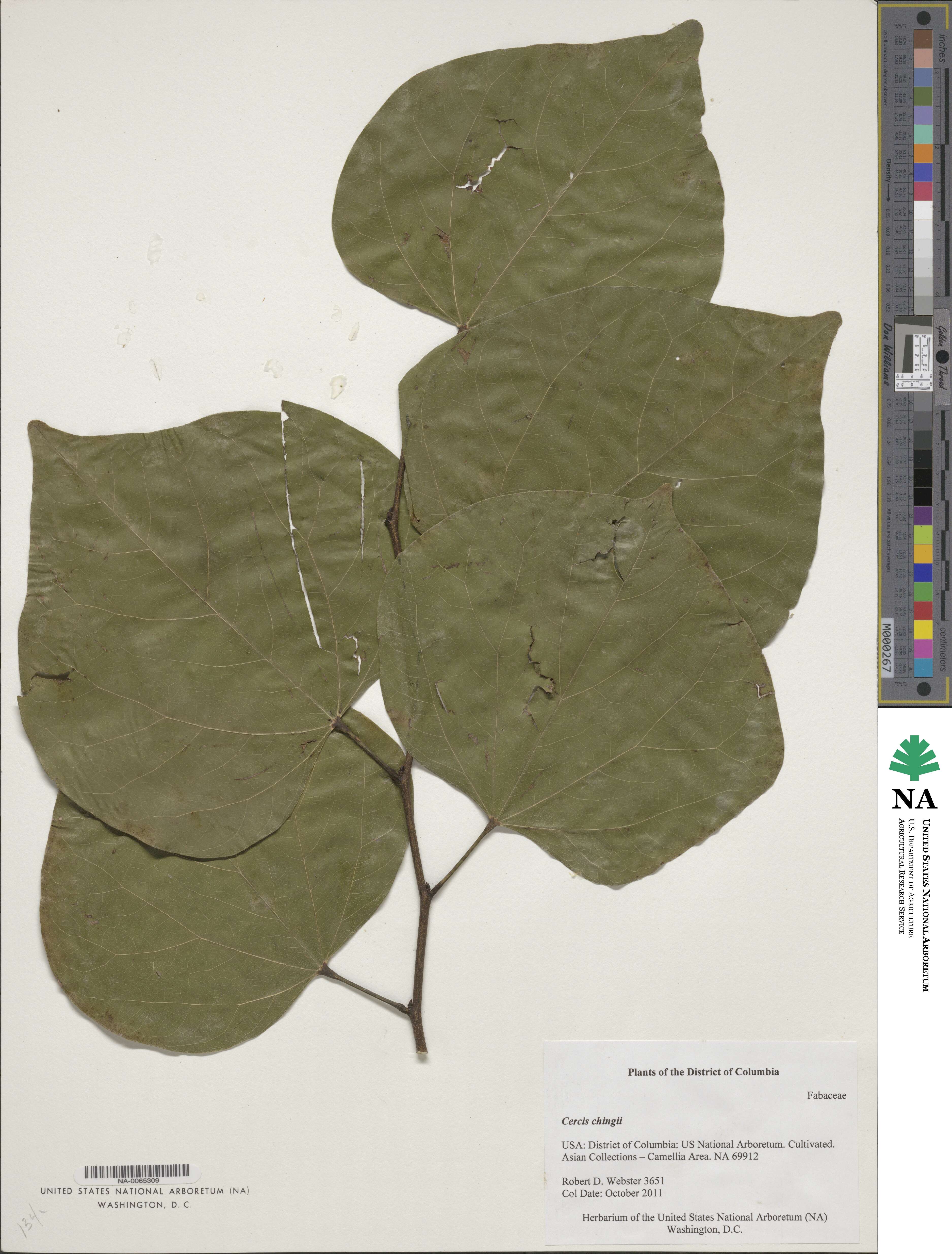 Cercis chingii image