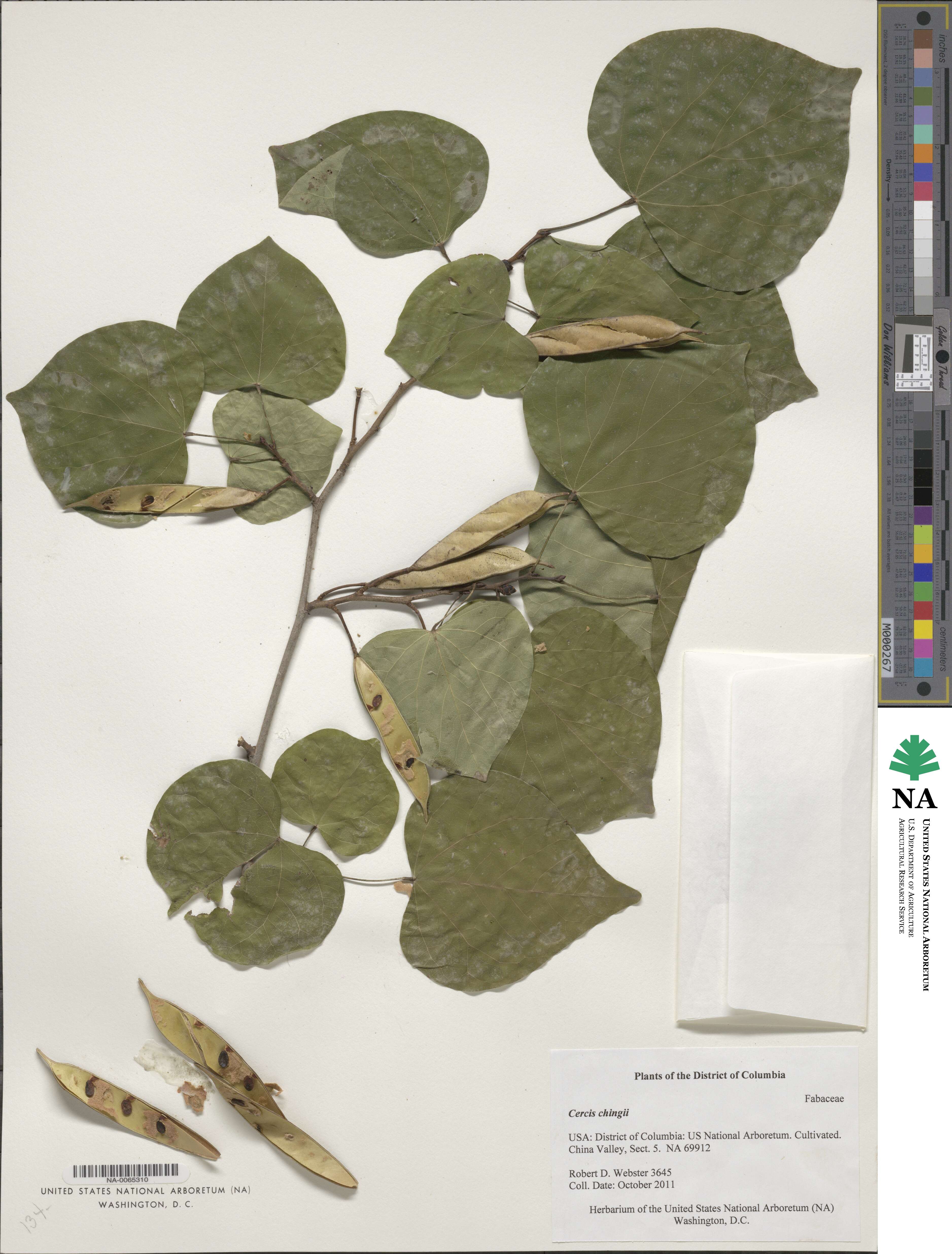 Cercis chingii image