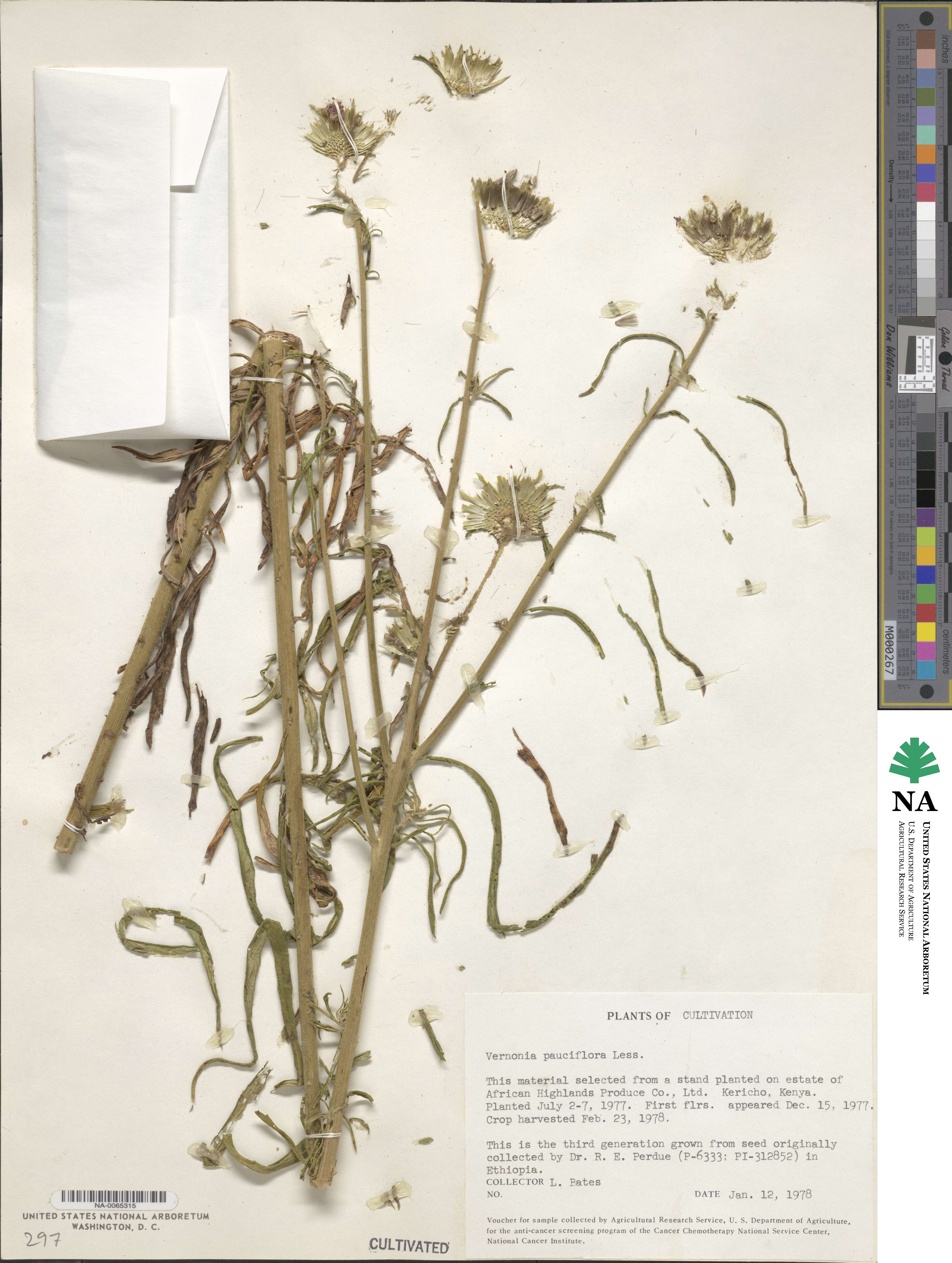 Vernonia pauciflora image