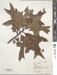 Quercus laevis image