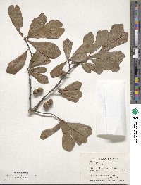 Quercus nigra image