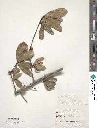 Quercus laurifolia image