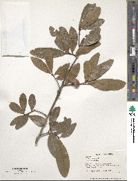 Quercus laurifolia image